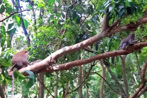 Ubud Monkey Forest Bali G1