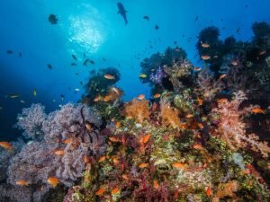 hero colourful coral reefs istock 64028969 lemga