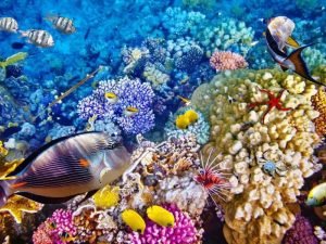 snorkeling diving indonesia reef fish